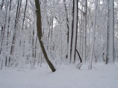 Camp Rodney 2006