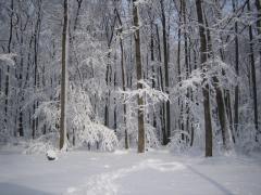 Camp Rodney